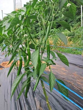 장은주님의 고추 · 영농일지 작성글 사진