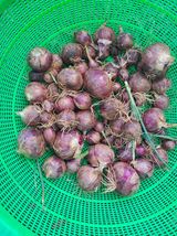 팜모닝 양파·영농일지 게시글 이미지