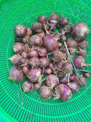 장은주님의 양파 · 영농일지 작성글 사진