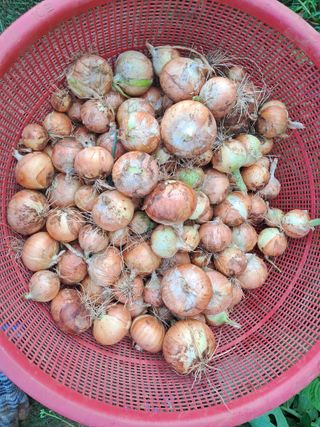 장은주님의 양파 · 영농일지 작성글 사진