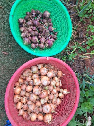 장은주님의 양파 · 영농일지 작성글 사진