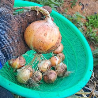 장은주님의 양파 · 영농일지 작성글 사진