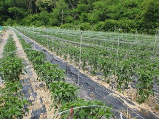 감7993님의 고추 · 영농일지 작성글 사진