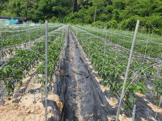 감7993님의 고추 · 영농일지 작성글 사진