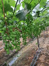 팜모닝 포도·자유게시판 게시글 이미지