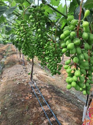 포도님의 포도 · 자유게시판 작성글 사진