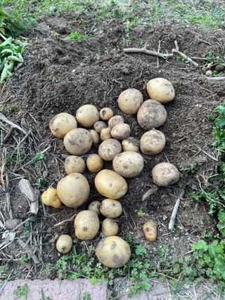 김지훈님의 감자 · 영농일지 작성글 사진