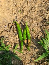 팜모닝 농사, 무엇이든 물어보세요!·참여글 게시글 이미지