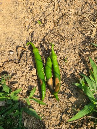 이재욱님의 농사, 무엇이든 물어보세요! · 참여글 작성글 사진