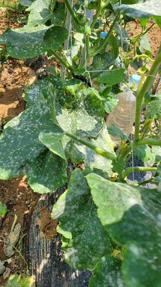 이재욱님의 농사, 무엇이든 물어보세요! · 참여글 작성글 사진