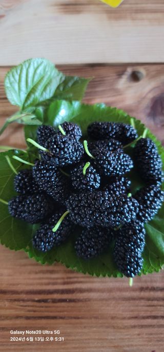 조명희님의 작성글 사진