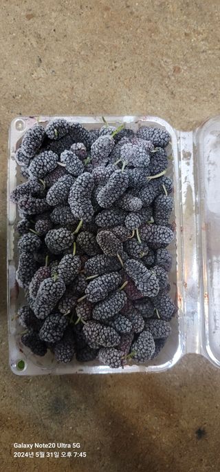 조명희님의 작성글 사진