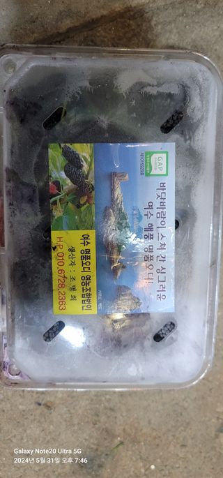 조명희님의 작성글 사진