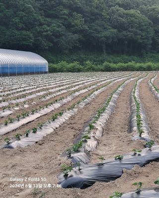도울농장 이원용님의 콩 · 영농일지 작성글 사진