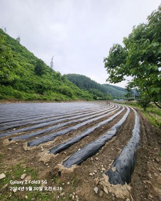 도울농장 이원용님의 콩 · 영농일지 작성글 사진