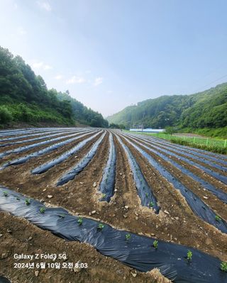 도울농장 이원용님의 콩 · 영농일지 작성글 사진