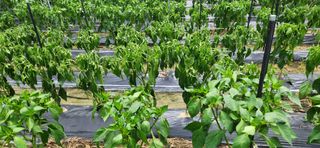 이인구님의 고추 · 병해충상담 작성글 사진