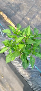 팜모닝 고추·영농일지 게시글 이미지