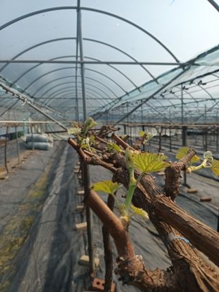 박철수(샤인머스켓)님의 자유주제 · 자유게시판 작성글 사진