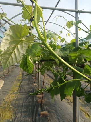 박철수(샤인머스켓)님의 자유주제 · 자유게시판 작성글 사진