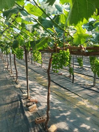 박철수(샤인머스켓)님의 자유주제 · 자유게시판 작성글 사진