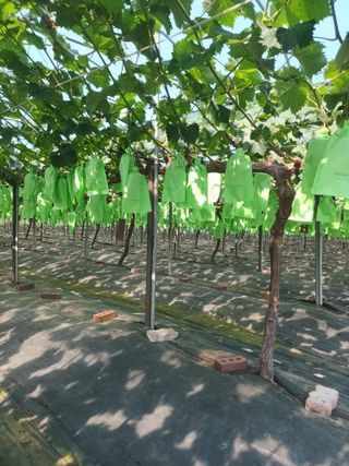 박철수(샤인머스켓)님의 자유주제 · 자유게시판 작성글 사진