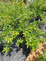 팜모닝 블루베리·병해충상담 게시글 이미지