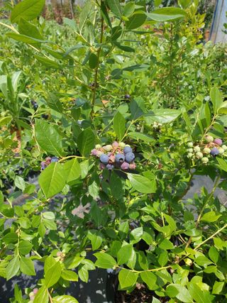 편점님의 블루베리 · 병해충상담 작성글 사진