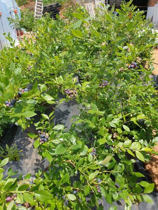 편점님의 블루베리 · 병해충상담 작성글 사진