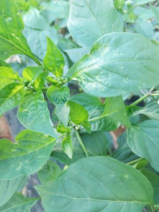 하늘샘(하경수)님의 고추 · 영농일지 작성글 사진