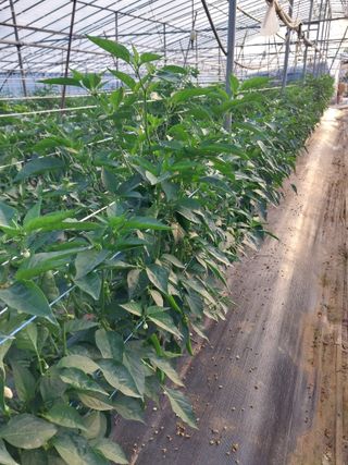 하늘샘(하경수)님의 고추 · 영농일지 작성글 사진