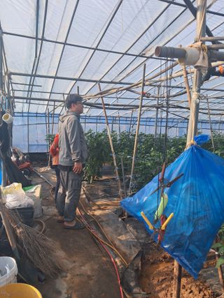 하늘샘(하경수)님의 고추 · 영농일지 작성글 사진