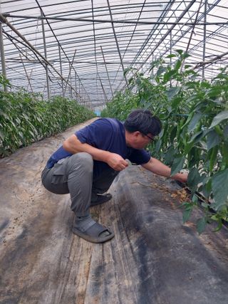 하늘샘(하경수)님의 고추 · 영농일지 작성글 사진