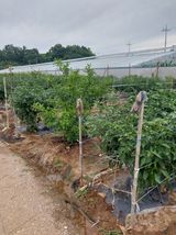 팜모닝 고추·영농일지 게시글 이미지