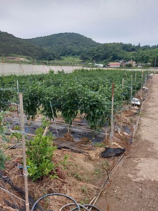 하늘샘(하경수)님의 고추 · 영농일지 작성글 사진