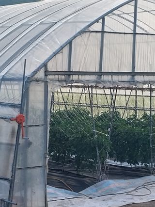 하늘샘(하경수)님의 고추 · 영농일지 작성글 사진