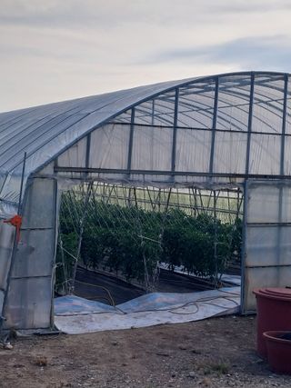 하늘샘(하경수)님의 고추 · 영농일지 작성글 사진