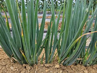 김인수님의 파 · 병해충상담 작성글 사진