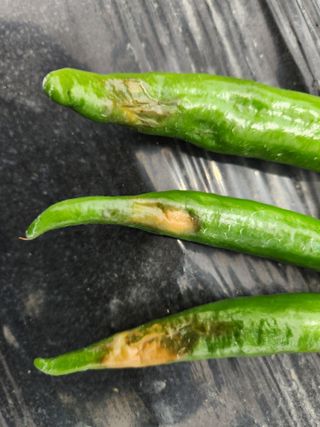 금우님의 고추 · 병해충상담 작성글 사진