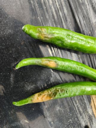 금우님의 고추 · 병해충상담 작성글 사진