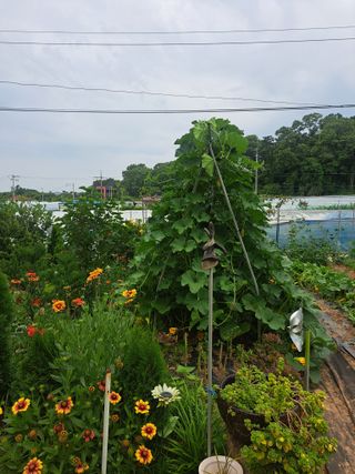 온시디움님의 자유주제 · 자유게시판 작성글 사진