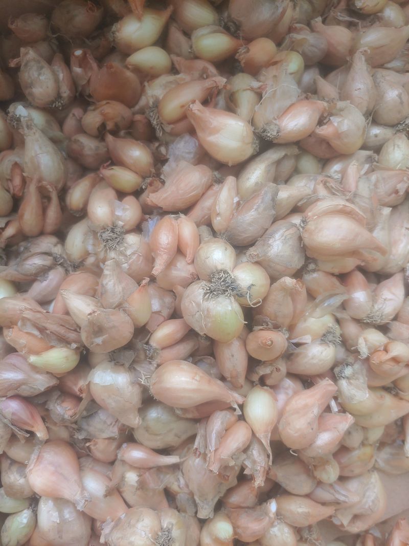 장터 상품 [햇 쪽파 씨앗(종구)] 썸네일