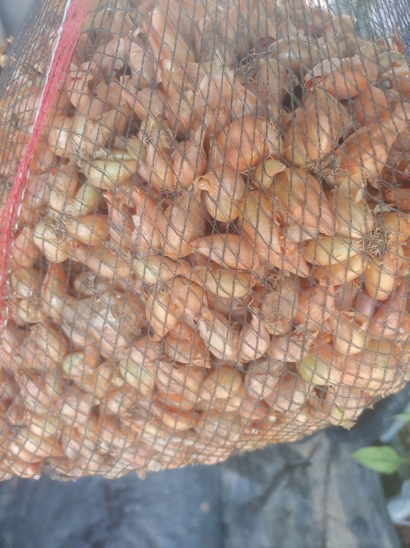 _고성농장님의 장터 판매 상품 [햇 쪽파 씨앗(종구)] 첨부 사진