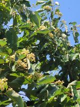 팜모닝 기타작물·영농일지 게시글 이미지