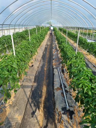 장례지도사1급님의 🎤어떤 노래 좋아하세요? · 참여글 작성글 사진