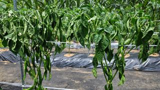 영경래8385님의 고추 · 병해충상담 작성글 사진