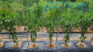 영경래8385님의 고추 · 병해충상담 작성글 사진