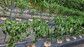 영경래8385님의 고추 · 병해충상담 작성글 사진