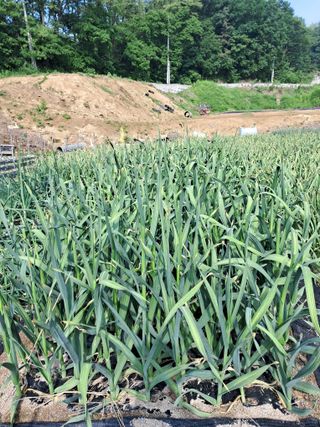 안영섭님의 마늘 · 영농일지 작성글 사진