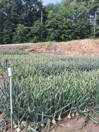 안영섭님의 마늘 · 영농일지 작성글 사진